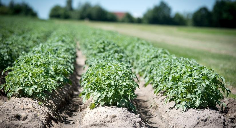 Nincs annyi chips-gyár, ami felveszi ezt a temérdek burgonyát