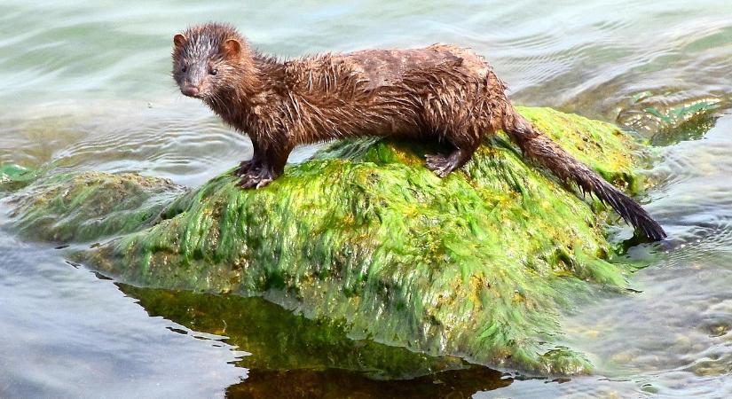 Inváziós fajként hódít az amerikai nyérc hazánkban