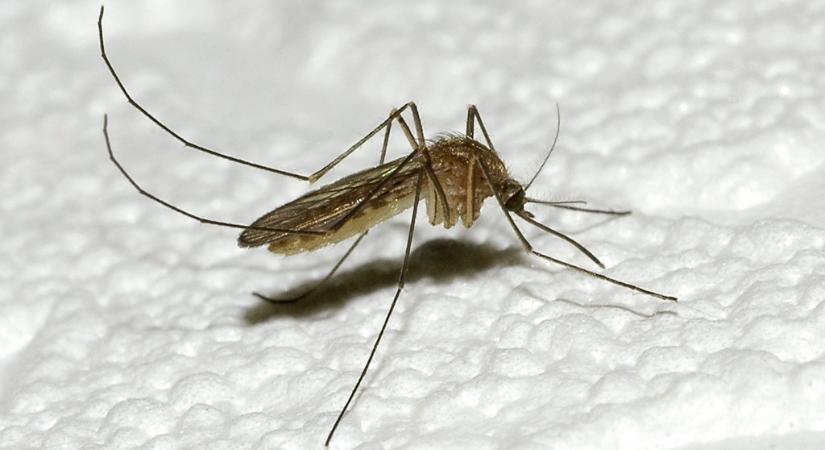 Nagy lépéssel kerültünk közelebb a maláriarezisztens szúnyogok létrehozásához