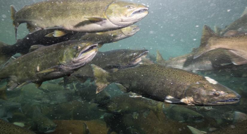 70 év után bukkant fel újra ez a halfajta