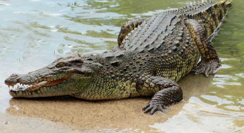 Szétfeszítette az állat állkapcsát, így élte túl a krokodiltámadást egy ausztrál tóban úszó férfi