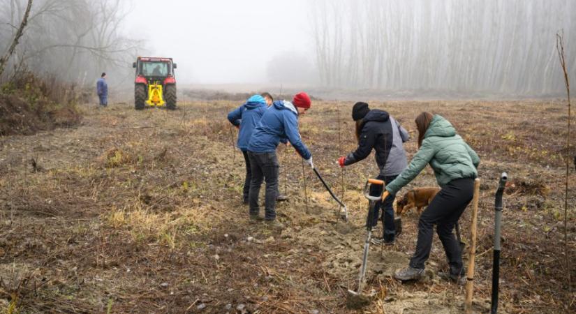 Csicsónál 600 új őshonos fát ültettek a dunai ártéri erdőkben a természetvédők