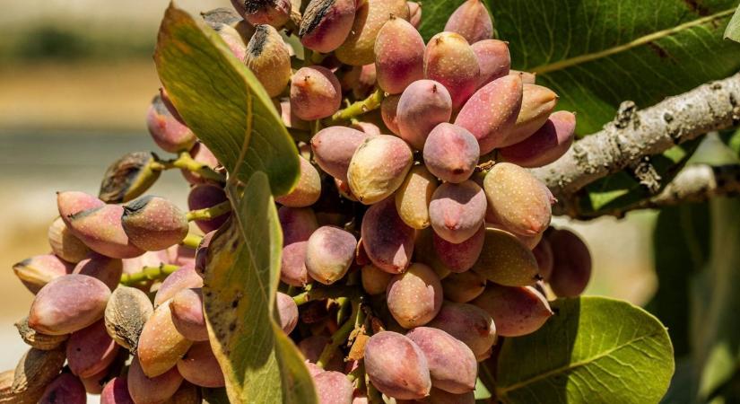 Pisztácia? Nem olcsó, az igaz, de már a hazai kertekbe is veszik