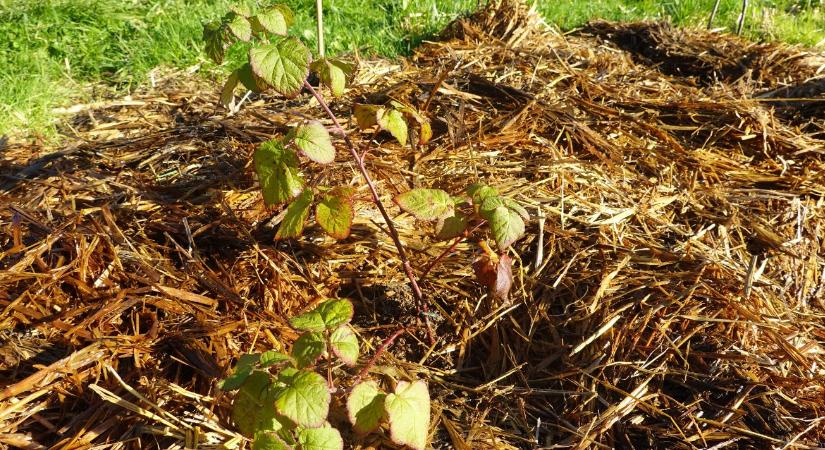 Fagyvédő takarás a gyümölcsösben – melyik anyag melyik fajhoz való?