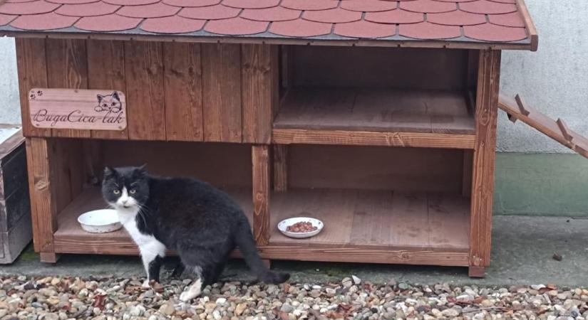 Aranyosabb már nem is lehetne: átadták a BugaCica-lakot, otthont kaptak a közösség kedvenc macskái