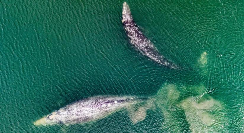 Először figyelték meg, hogy a gyilkos bálnák és delfinek együtt vadásznak