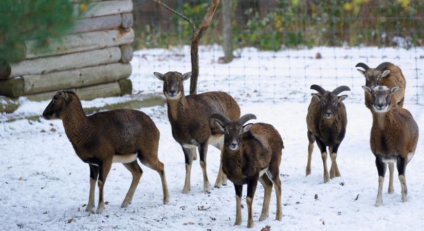 Hagyományos téli vásár a soproni Erdő Házában