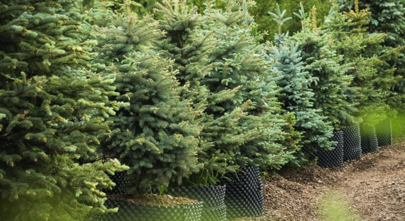 Ez a titok! Így éli túl a földlabdás fenyő a karácsonyt!