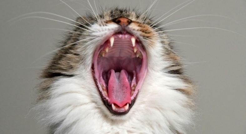 A macskád nem véletlenül nyávog – itt a valódi oka