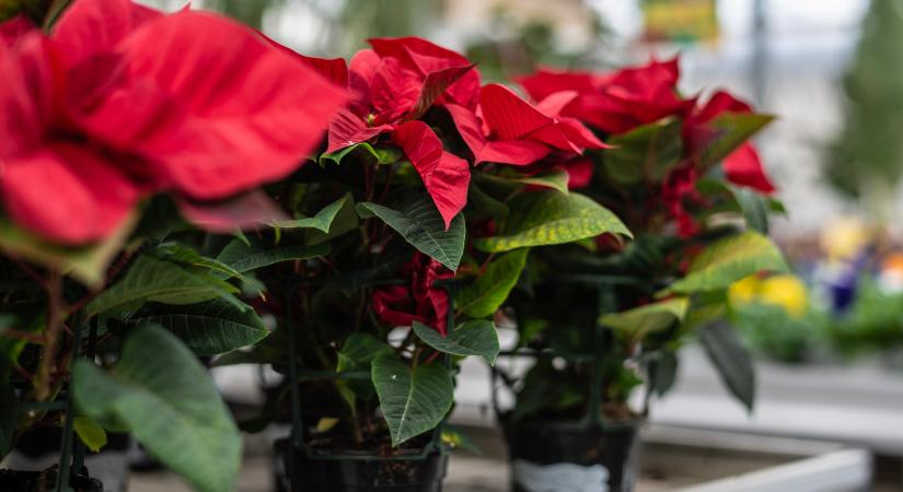 A virágkötő kitálalt: ezért szárad el a mikulásvirág napokon belül