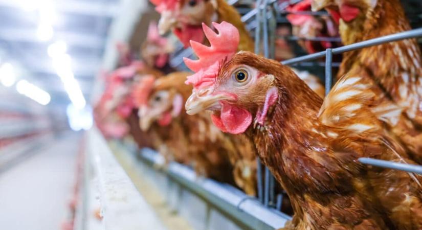 Állatok milliárdjain segíthetsz pár kattintással – ma jár le a határidő