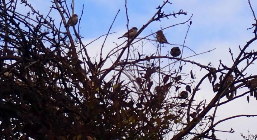 Mit esznek télen a madarak? Meglepő a válasz!