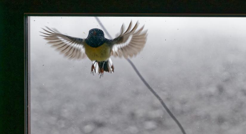 Ezért repülnek neki a madarak az ablakoknak