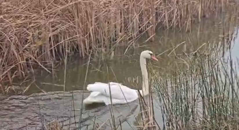 "Nehézbombázó" tévedt el a ködben, megzavarta a csillogó aszfalt
