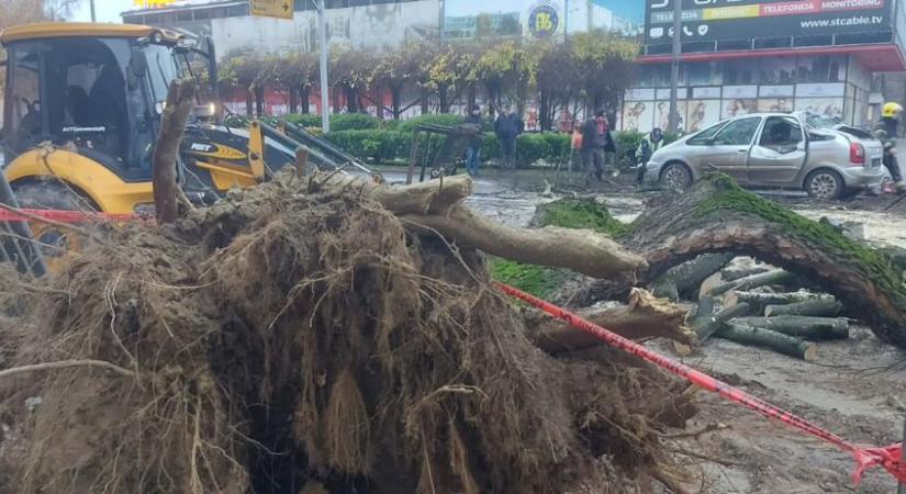 Kidőlt egy fa Topolyán a felújítás alatt álló szálloda előtt, rázuhant egy taxisra
