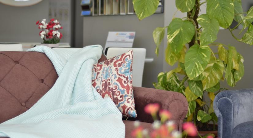 A növény, amelyik mindig akkor szomjazik, amikor épp elmész otthonról – avagy a szobanövények hatodik érzéke