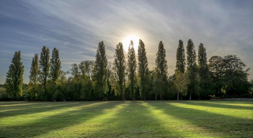 Nyárfák – a szelek festői és a táj letisztult óriásai