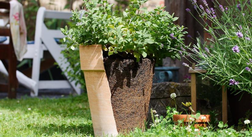 Miért érzi jobban magát a növény egy régi cserépben, mint a vadonatújban?