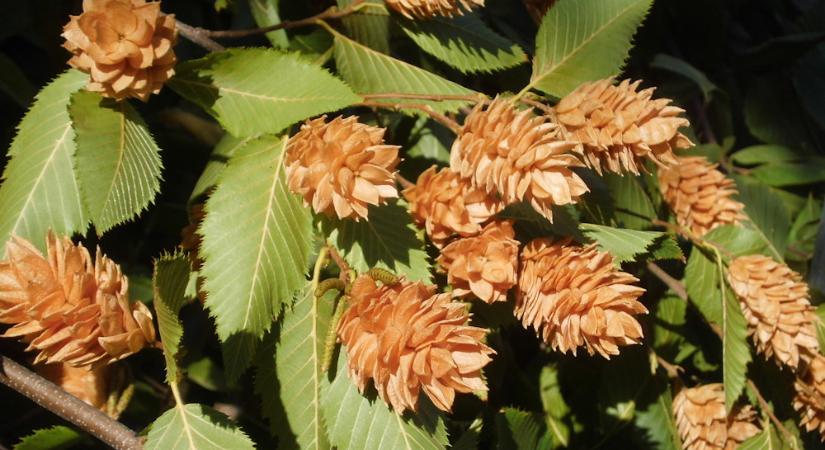 Komlógyertyán – a csendes erdei elegancia a kertben