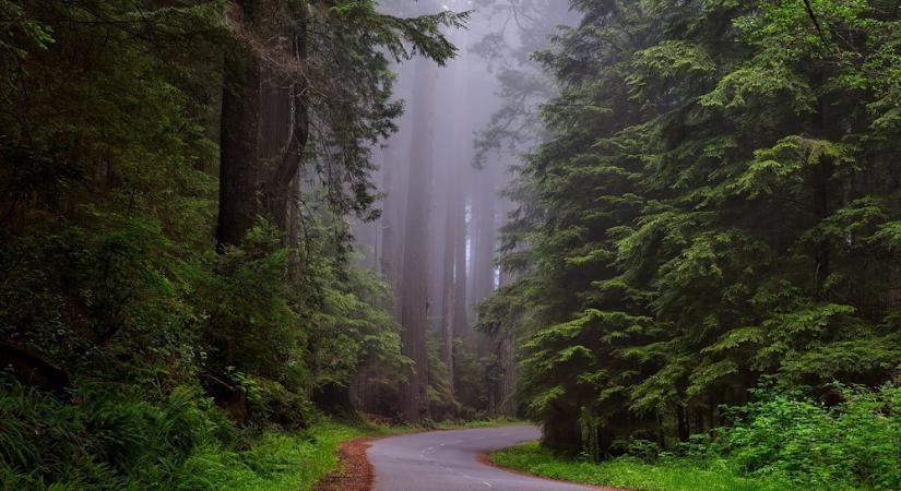 Kínai mamutfenyő – a kert élő őslénye, amely visszatért a múltból