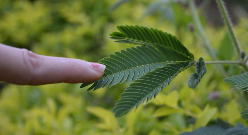 A növény, amely megjegyzi, hogy tegnap rosszul bántál vele – a „haragtartó” mimóza viselkedéstudományi rejtélye