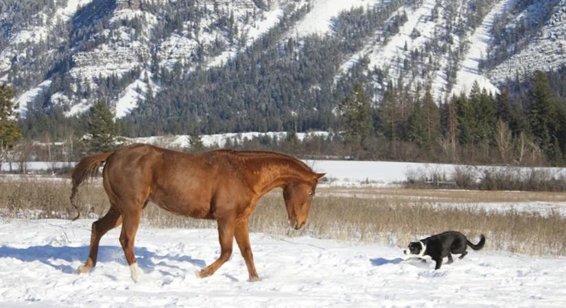 Mit gondol a ló, amikor először lát hóban szaladni egy kutyát?