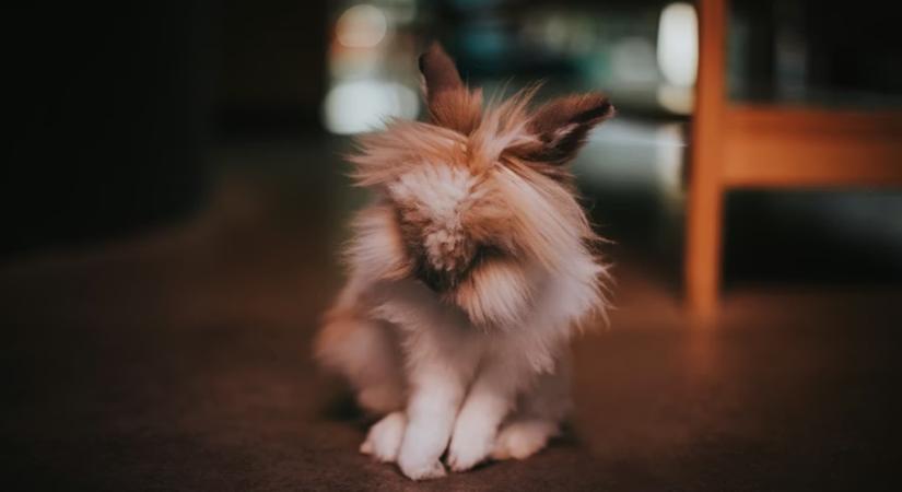 Hobbiállatos „fake news”: 10 állattartói tévhit, amin mindenki jót nevet – amíg rá nem jön, hogy igazából ő is elhitte