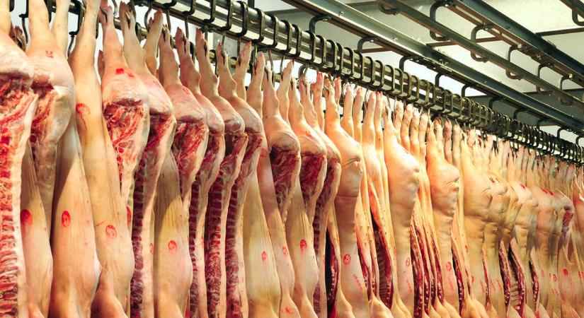 Készülhetnek a magyar gazdák: jelentős áresés a sertéspiacon