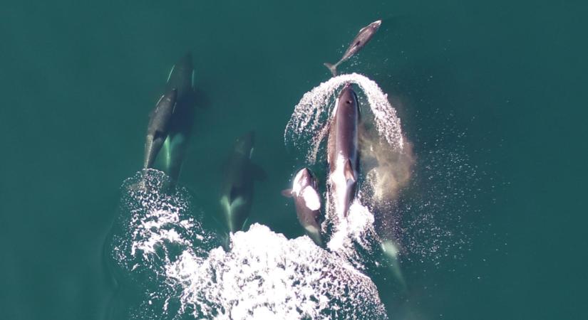 Videón, amint közösen vadásznak kardszárnyú és csendes-óceáni delfinek