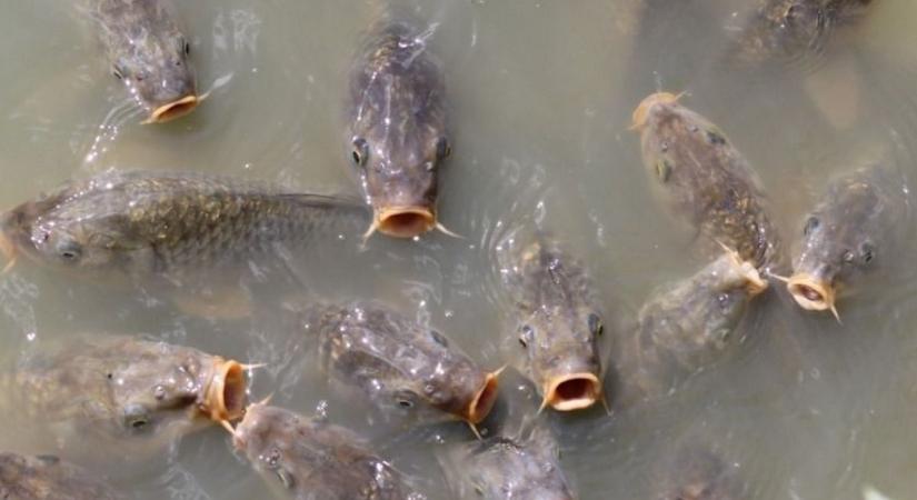 Oxigénhiány a kikötőben: fuldokló halak jelezték a bajt (videó)