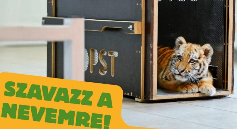 Nevet keresnek a tiszafüredi kistigrisnek