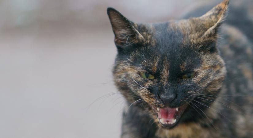 Rohamosan terjed a veszettség Ukrajnában: főként a macskákat érinti