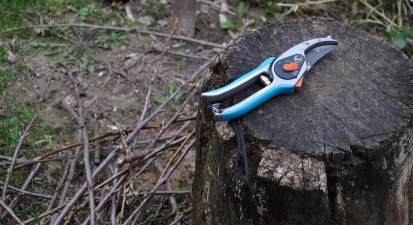 Csonthéjasok téli ápolása – mi működik és mi teljesen felesleges?