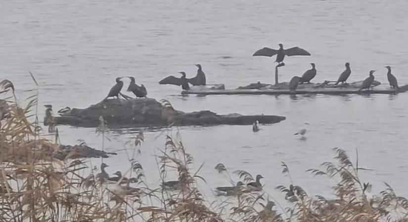 Ellepték a madarak a Tisza-tavat, hatalmas károkat okoznak
