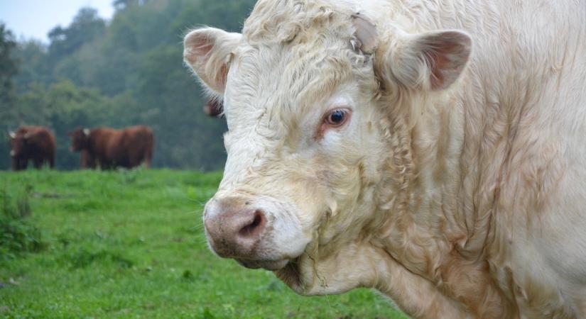 Megállapították a 2025. évi hízottbika- és extenzifikációs támogatások fajlagos összegeit