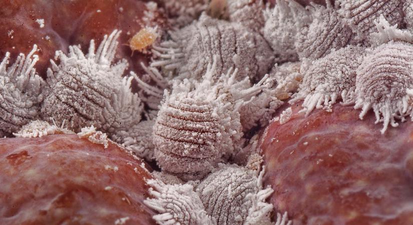 Pajzstetű a lakásban? Így szabadulhat meg tőle