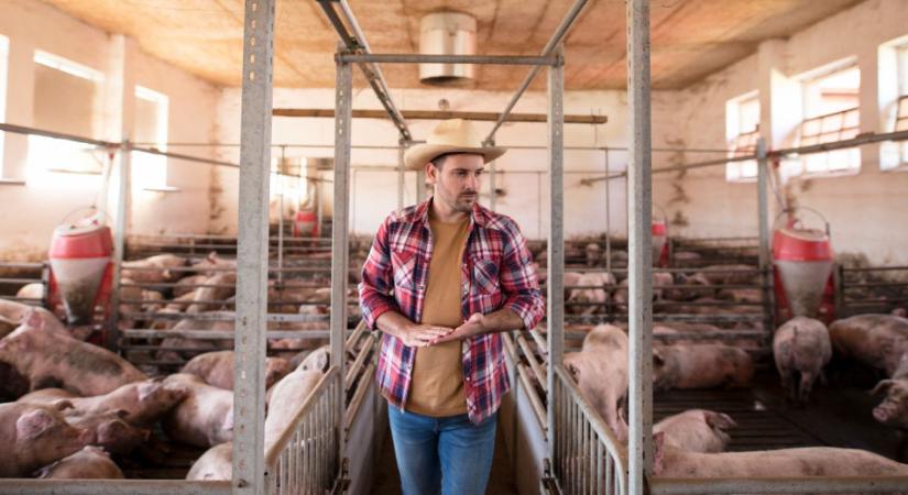 Árcsapda a hizlaldákban – meddig tart az áresés?