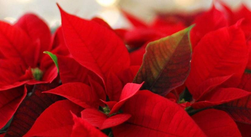 Mikulásvirág helyett bombabiztos téli társak: ezekkel nem lőhetünk mellé!