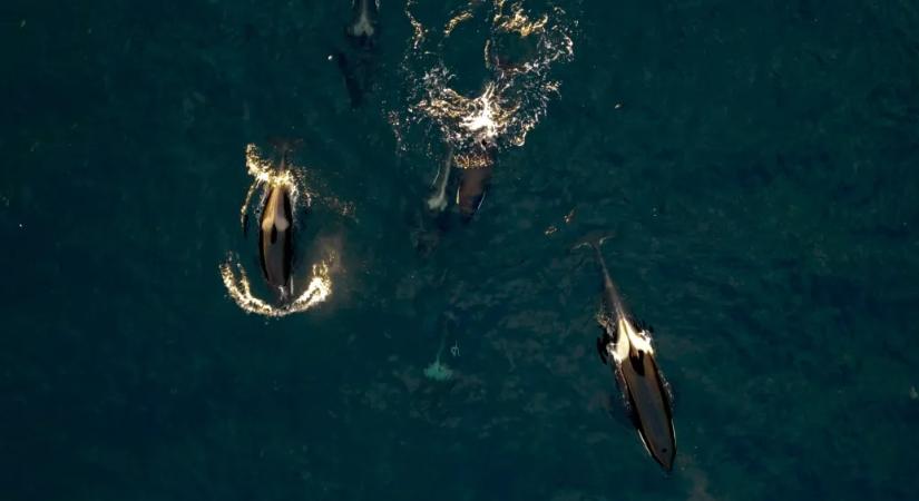 Együtt bandázva vadásznak lazacra a delfinek és az orkák