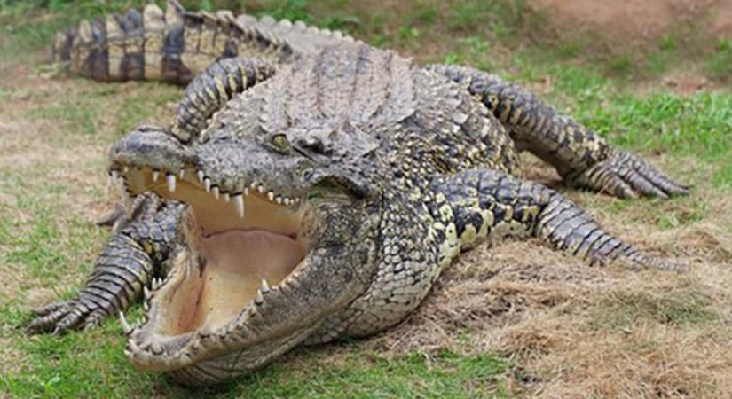 Krokodiltámadást élt túl egy ausztrál férfi