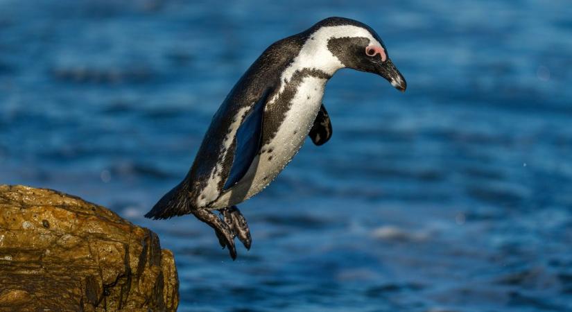 Aggasztó a jövő: ez az állat éhezik a klímaváltozás miatt
