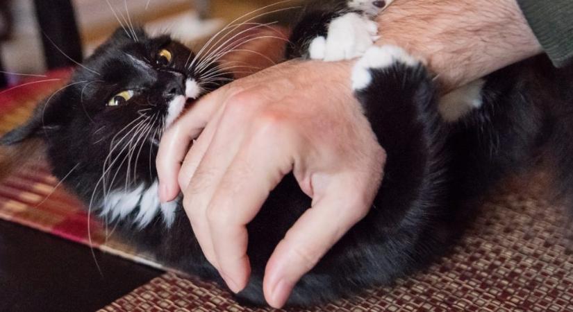 Így szoktasd le macskádat a harapásról: 5 ok a háttérben