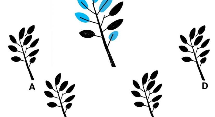 Kiemelkedően magas az IQ-ja, ha 10 másodperc alatt megtalálja, melyik a faág árnyéka