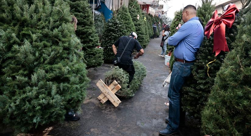 Itt kaphatók Magyarország legolcsóbb karácsonyfái, szinte ingyen adják, özönlik a nép