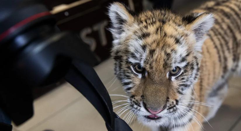 Emlékszel még a tiszafüredi kistigrisre? Most eldöntheted, mi legyen a neve!