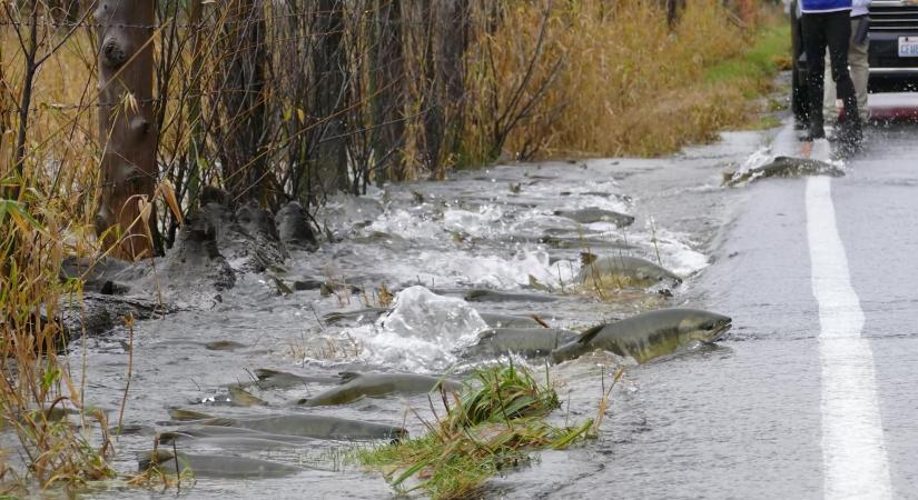 Tízezreket evakuálnak Washington államban a heves esőzések miatt