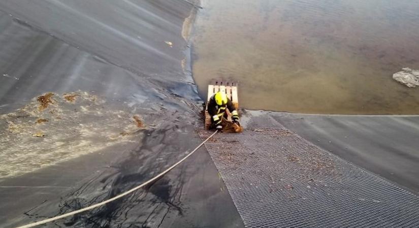 Víztározóba rekedt rókákhoz riasztották a tűzoltókat