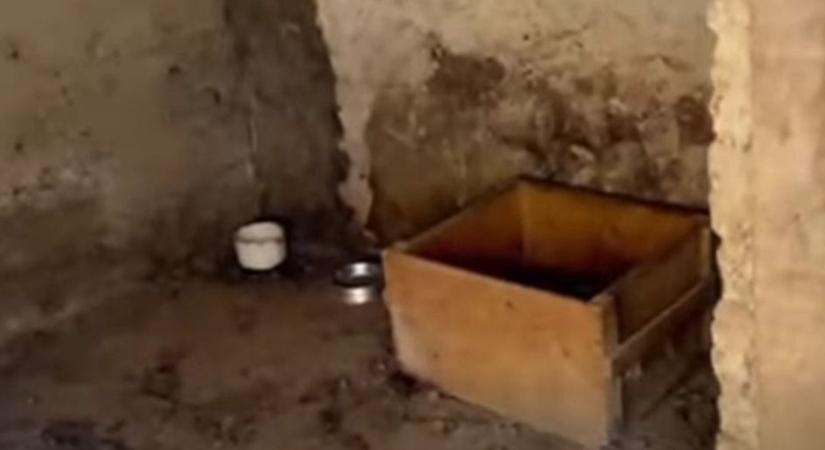 Sokkoló: két csontsovány kutyára bukkant a rendőrség (videó)