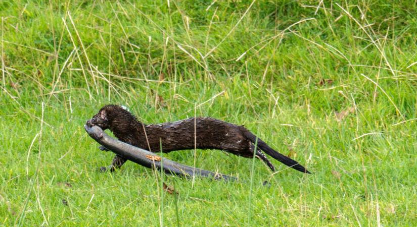 Új invazív csúcsragadozó terjed észrevétlenül Magyarországon: már a Szigetközt is elfoglalta