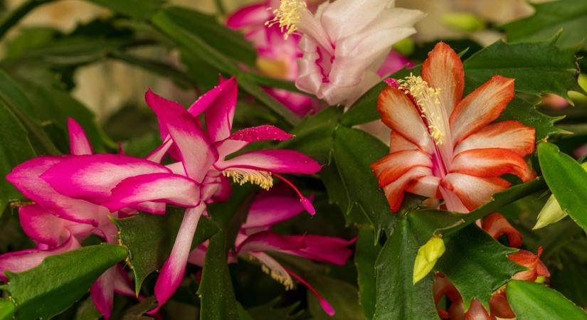 Ezért hullik a karácsonyi kaktusz levele – íme a megoldás